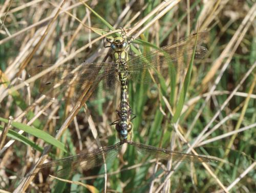 Aeshna cyanea